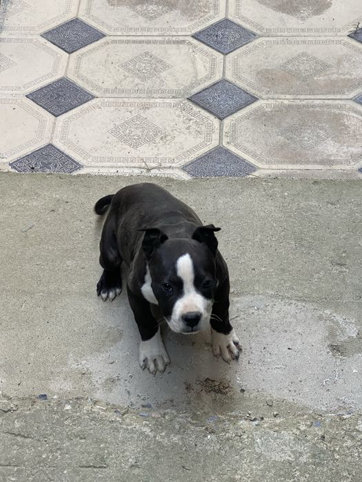 Питбуль pit bull күшік 2 айлық