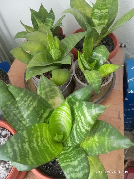 Продам комнатные цветы