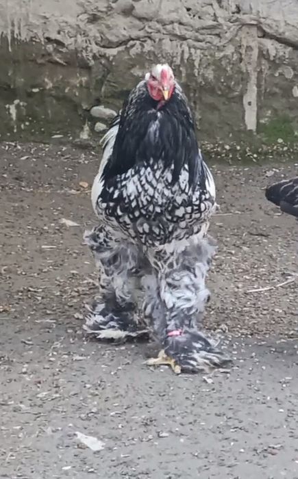 Brama tochkali jõja va tuxumlar