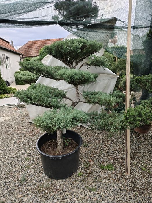 Bonsai de gradina Ienupăr gri-albastrui (Iuniperus Pfitzeriana glauca)