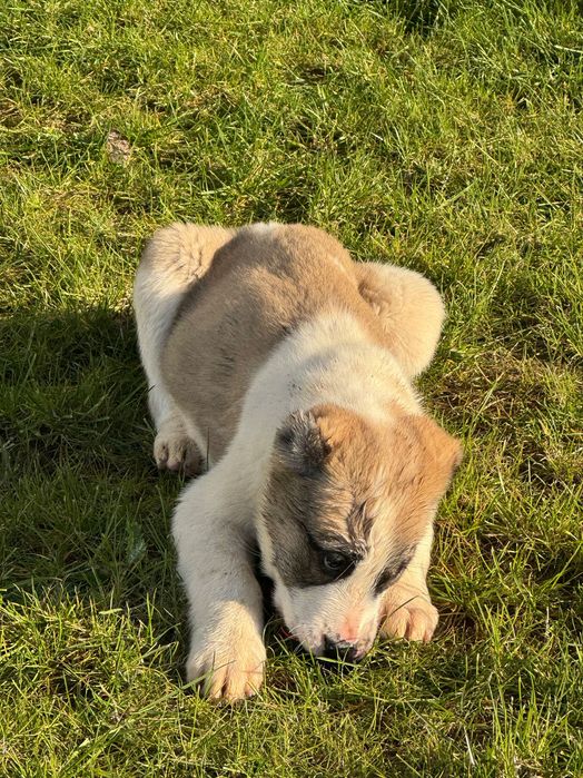 Продавам кученца алабай на 66 дни!готови за нови стопани!