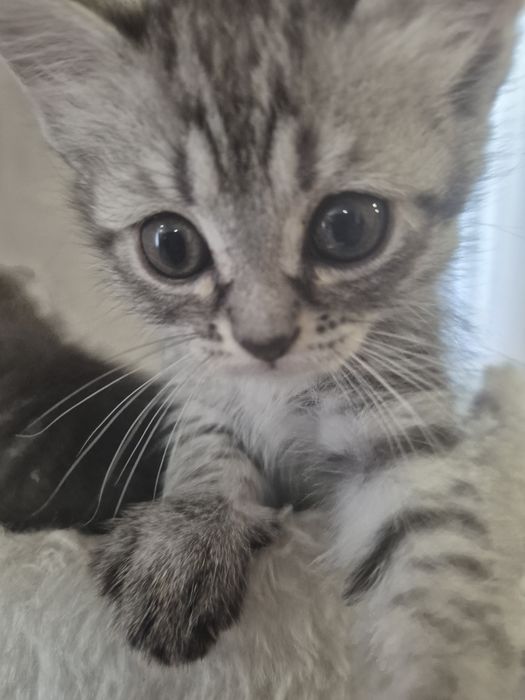 Пордистые котята