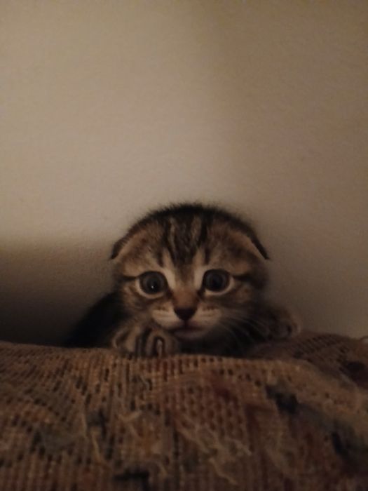 Пристраиваются котята
