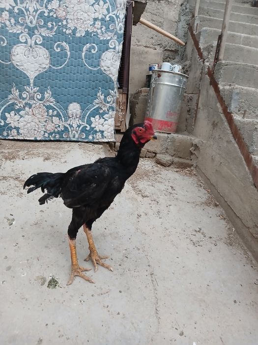 8 oylik juja kateyski hali uyushmagan