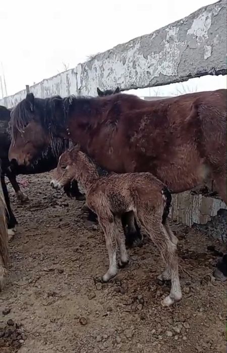 Продам хороших кобыл для разведения