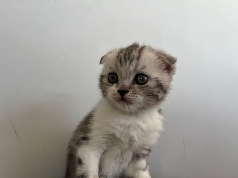 Шотландский котенок вислоухий
