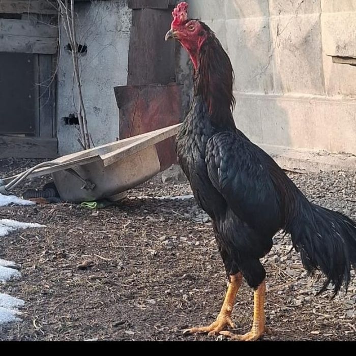 Продам срочна Дакан