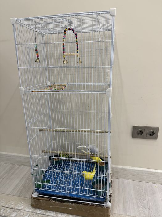 попугай + сетка вместе