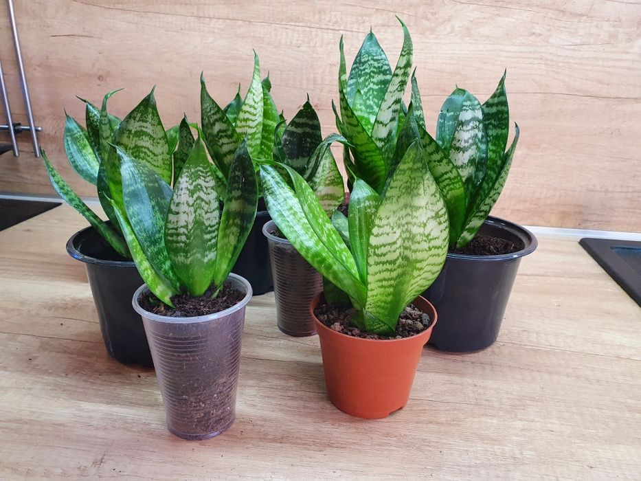 Цвете Сансевиера Хани