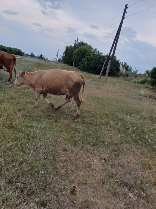 Продам первотелок