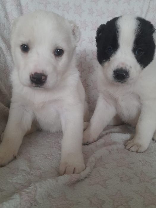 Продаются щенки САО Алабай