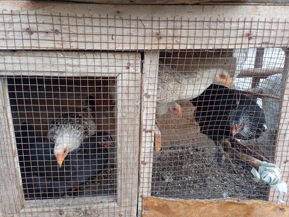 Yosh Tovuqlar sotiladi