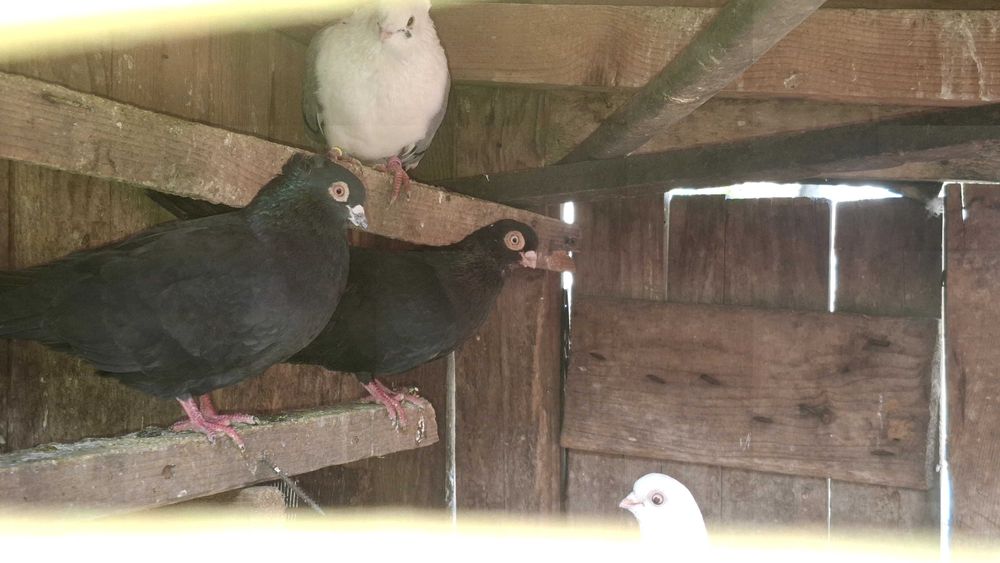Animale si pasari