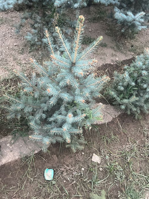 Арча ва манзарали дарахтлар берёза и голубая ель