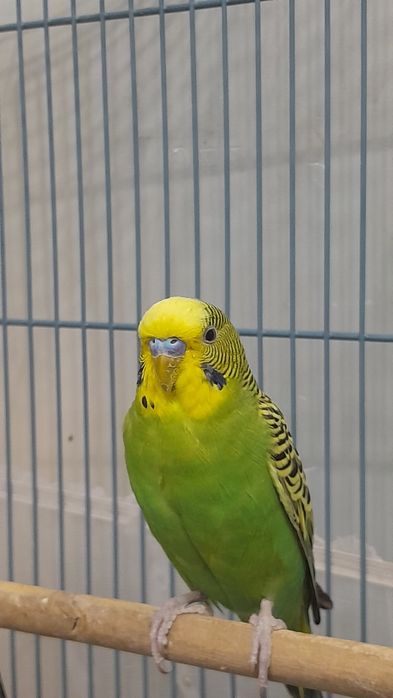 Папугай и клетка