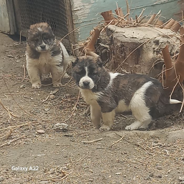 Алабай боласи сотилади