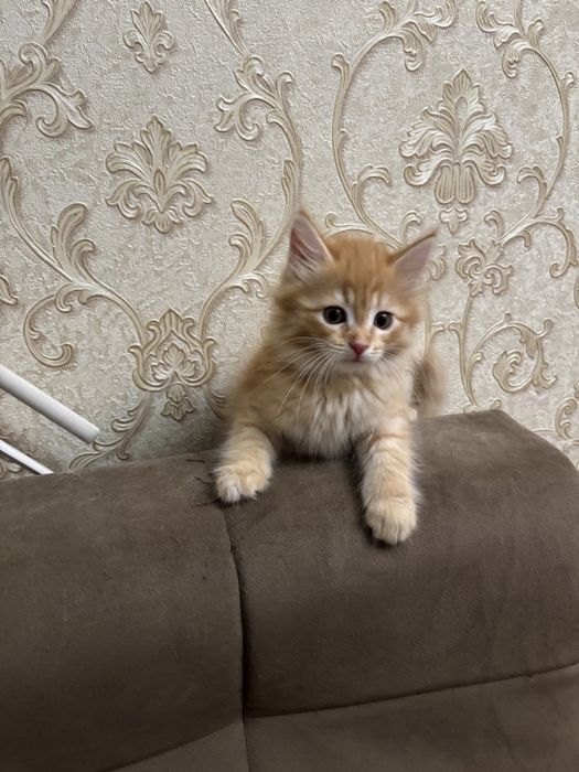 Сибирский котенок