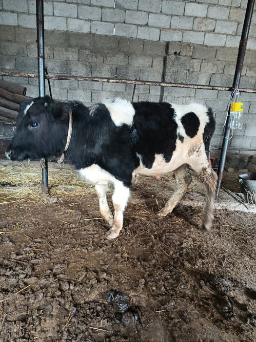 Тоқал буқа сатылады