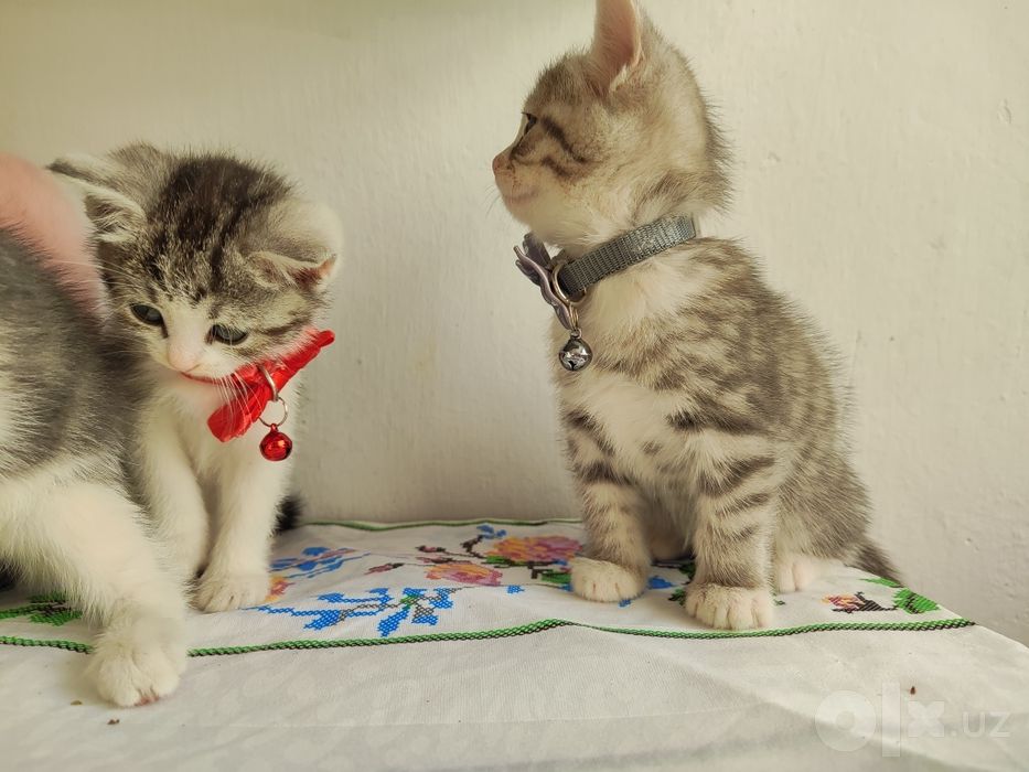 Котята (мама Скоттиш страйт папа уличный кот)