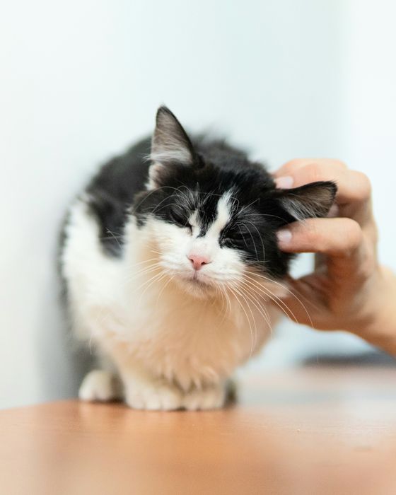 Малката Джиджи на 7 месеца търси дом