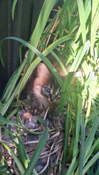 Котята Шатланской пряиоухой кошки