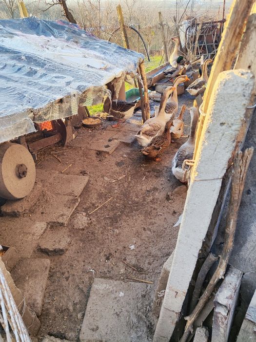 Гъски, патици и мини кохин