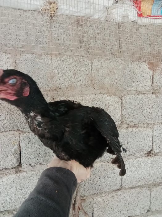 Дакан мекендер сатылады