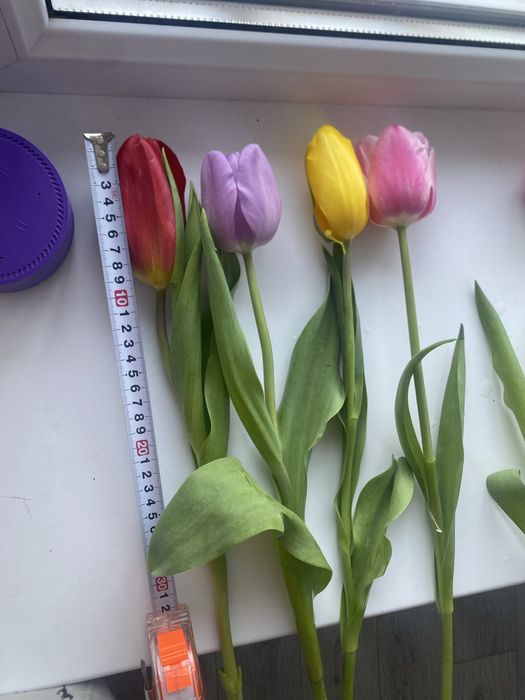 Самые крупные тюльпаны в Петропавловске