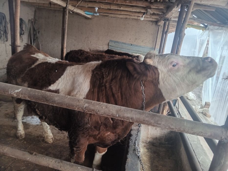 Boqma paroda buqalar smental va grendort narxini telefonda belgilanadi