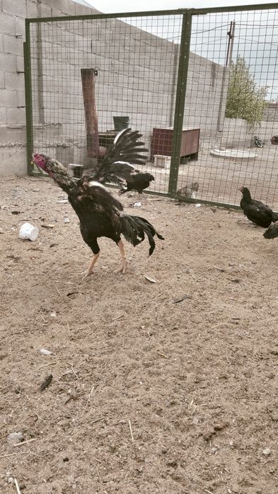 Яйца принимаю заказы