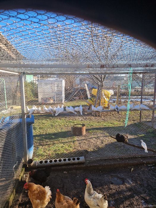 turturele răzătoare