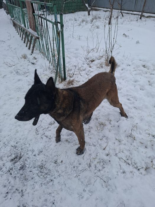 Белгийсеая овчарка  Малинуа