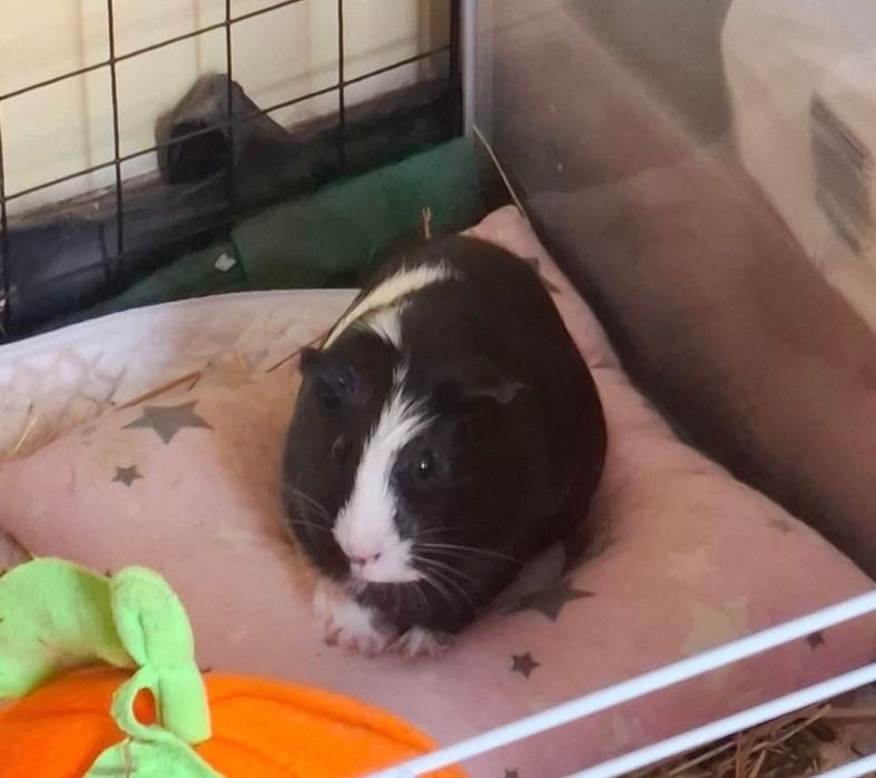 Морские свинки (Двое, один мальчик и одна девочка)