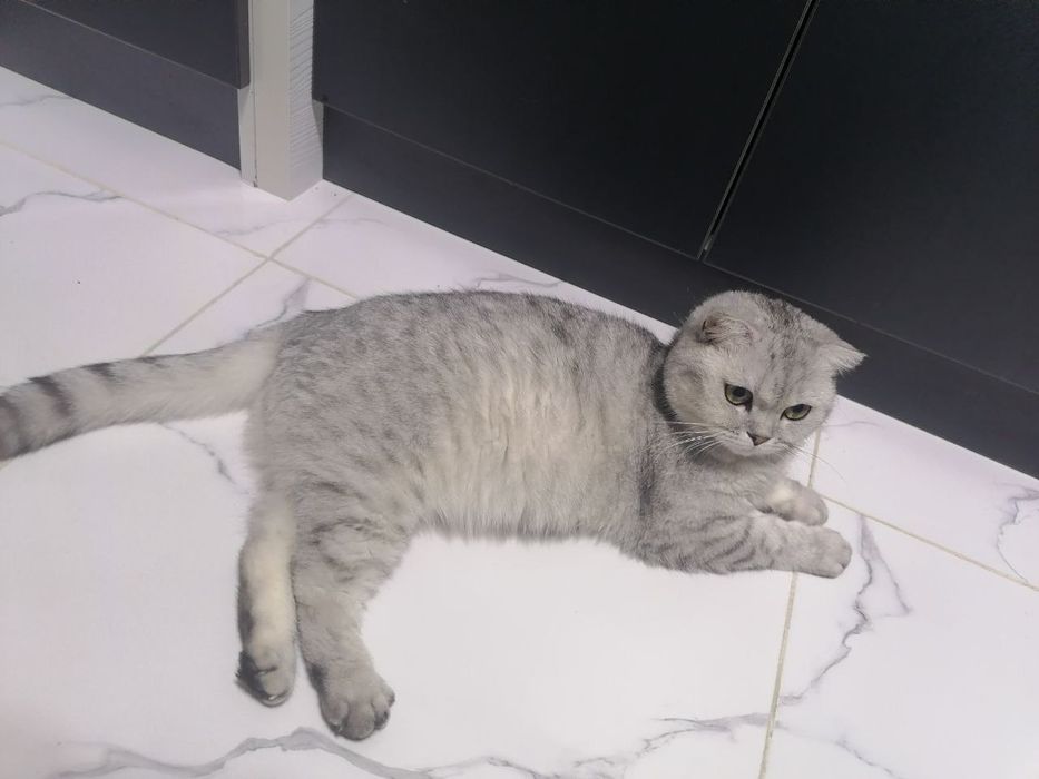 Серебристый табби шиншилла девичка