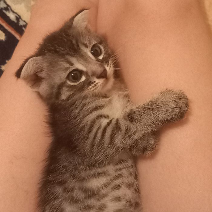 Вислоухие котята мальчик и девочка