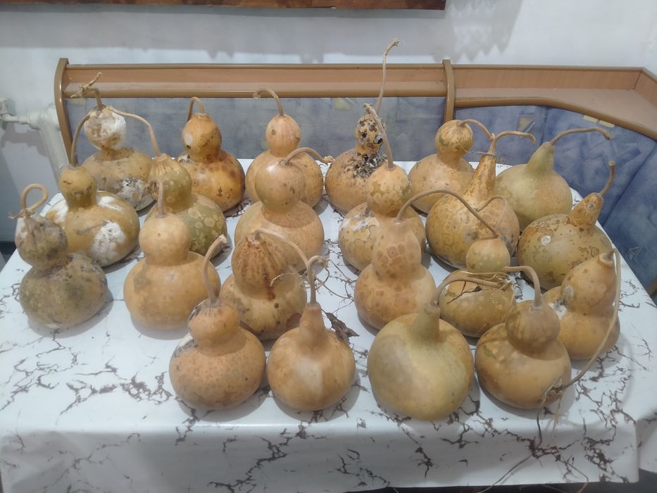 Тыква декоративная лагинария