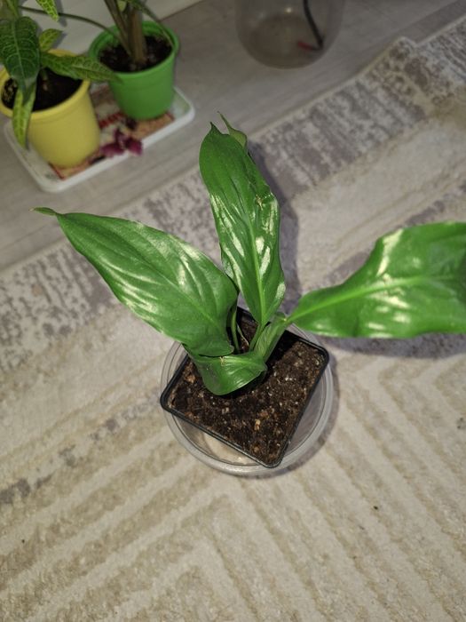 Шефлера, Колеус тб.үй гүлдері