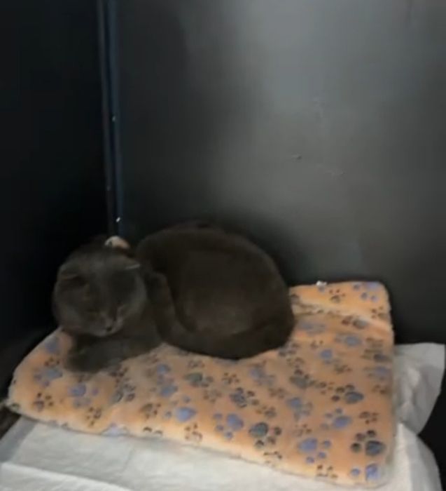 Ищем добрые руки. Дом.