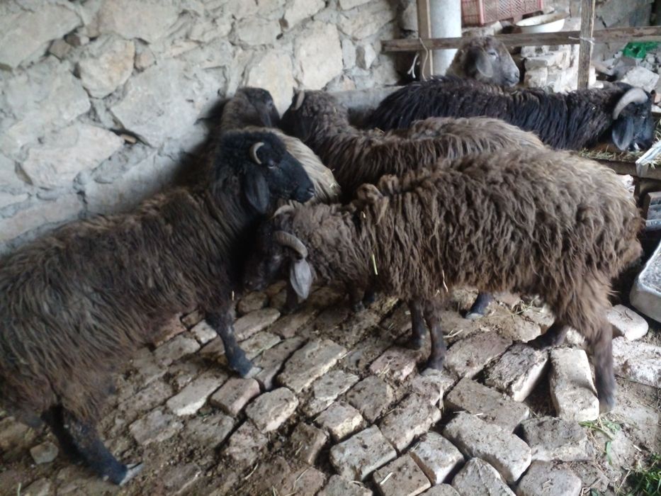 Кочкорлар сотилади