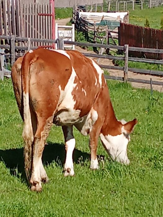 Vaca băltată de a doua fătare !