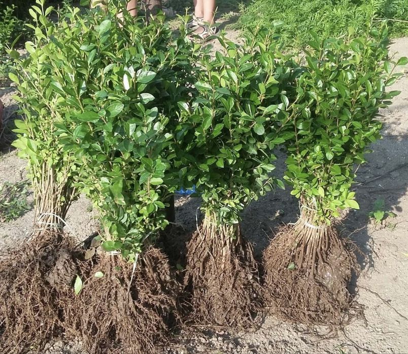 Lemn cainesc , gard viu