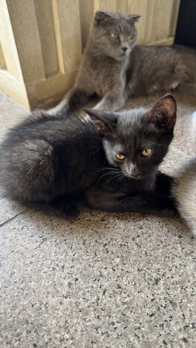 Отдам кошку и котят