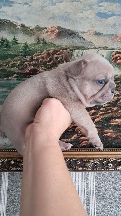 Лиловые французские бульдоги