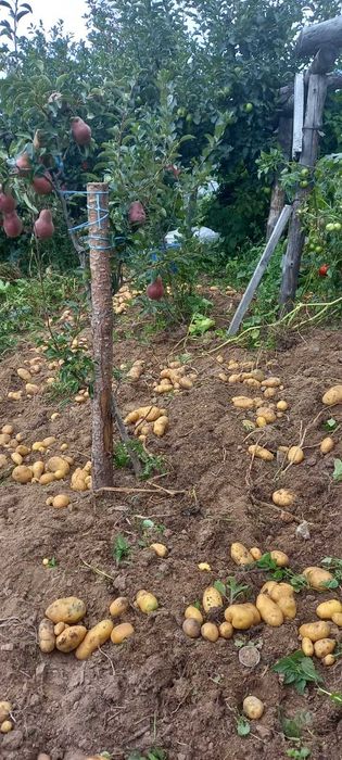 Картофи за консумация