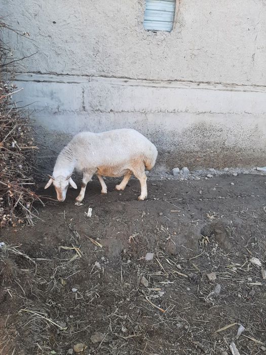 Зотлик куй сотилади буг'оз