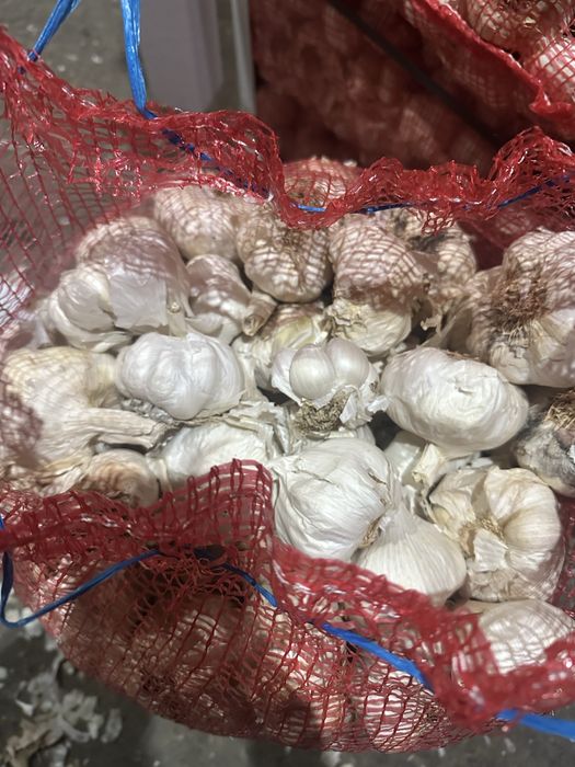 Usturoi de pus in pamant