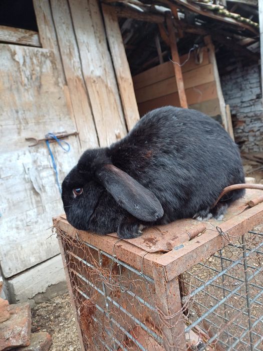 Iepuri de vânzare  rasă   berbec și  uriaș german