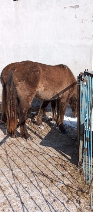 Продам байтал с откорма.