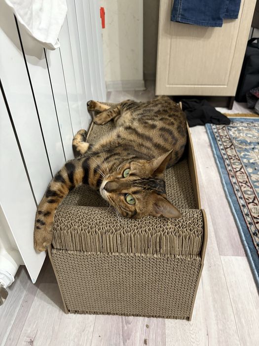 Ищу кошку свою потеряла