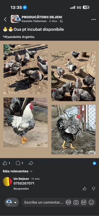 20 oua Wyandotte Argintiu